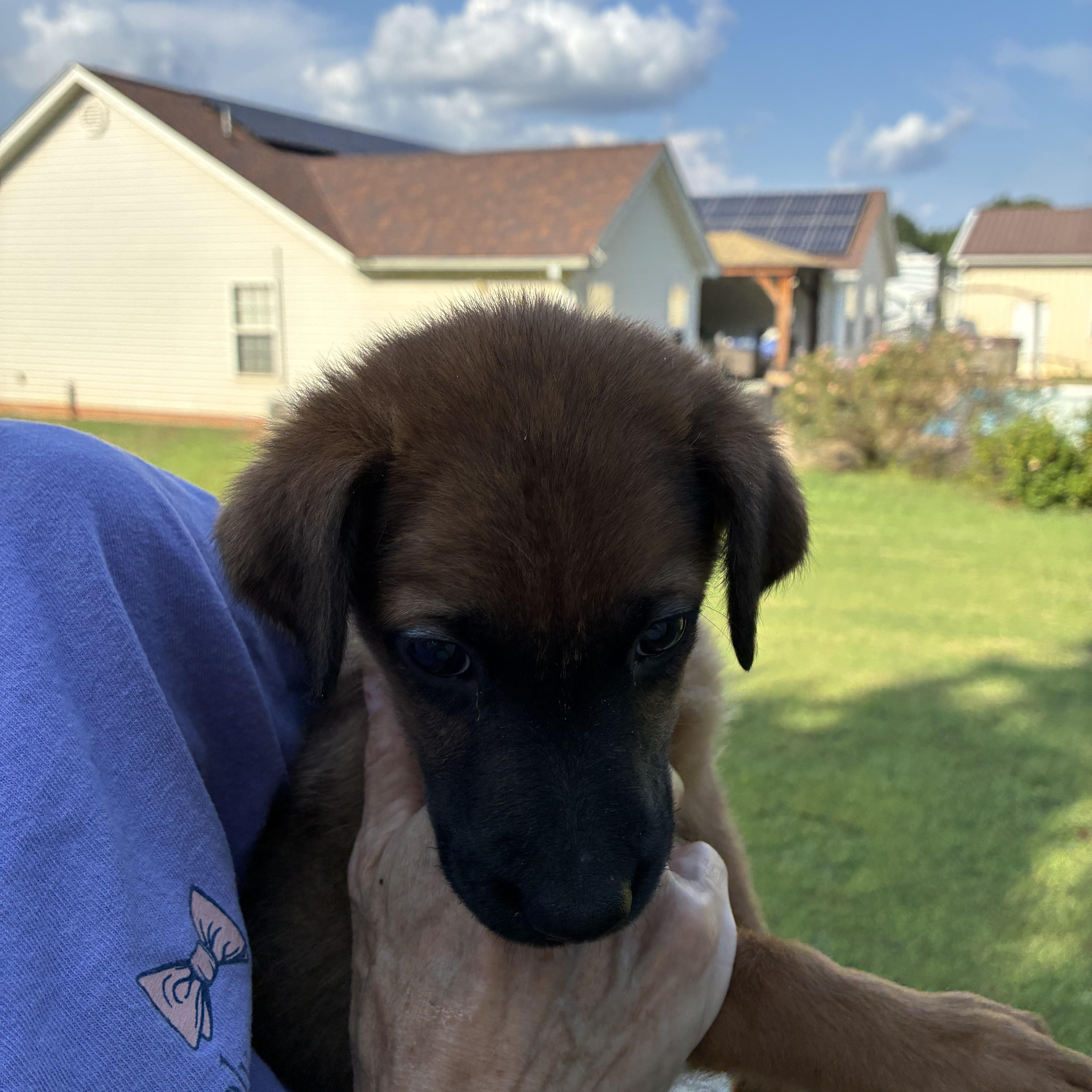 A baby small-sized male Terrier dog named Alfalfa for adoption in Woodruff, SC