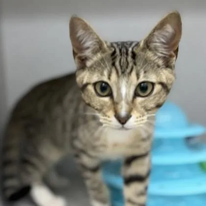 A baby small-sized female Gray / Blue / Silver Domestic Short Hair cat named Bella for adoption in Atlanta, GA
