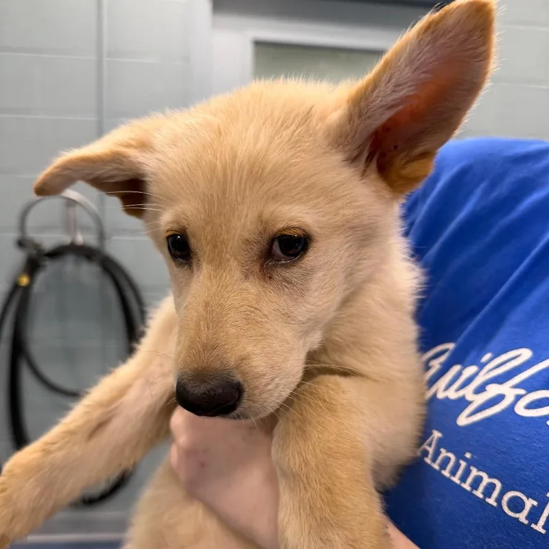 A baby small-sized female Brown / Chocolate German Shepherd Dog dog named Nymph for adoption in Greensboro, NC