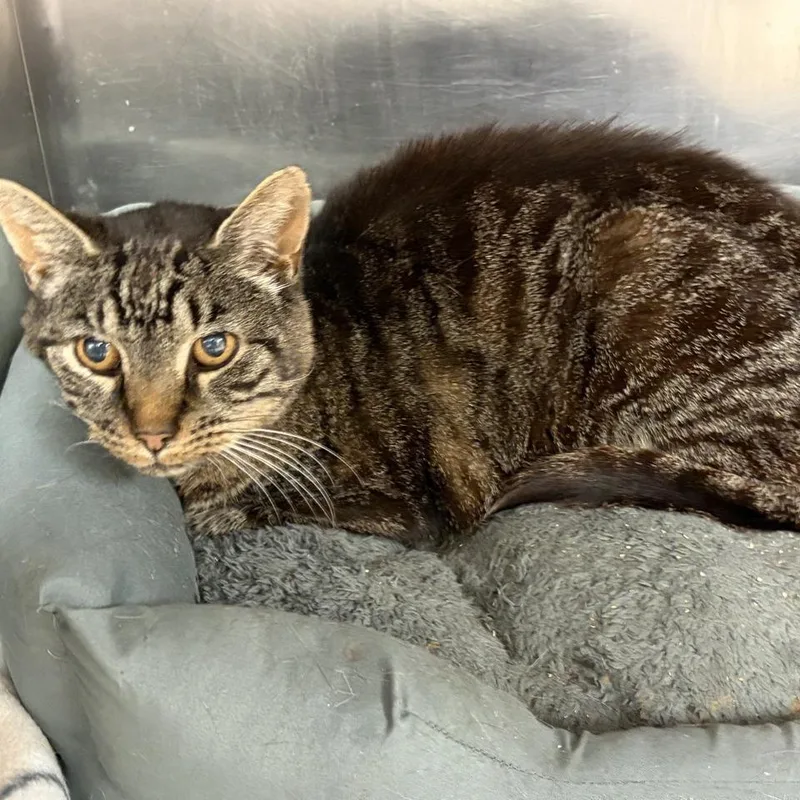 A senior medium-sized male Brown / Chocolate Domestic Short Hair cat named Mario for adoption in Ashtabula, OH