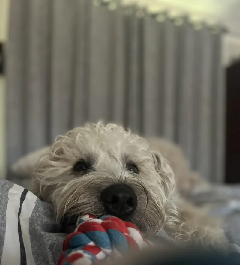 Nolan