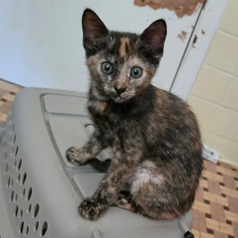 A baby small-sized male Tortoiseshell Domestic Short Hair cat named Baby for adoption in Melrose, FL