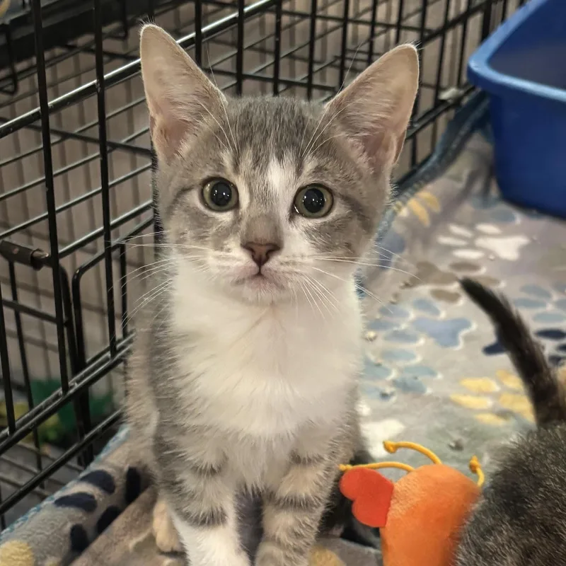 A baby medium-sized female Domestic Short Hair cat named Jannie for adoption in Boca Raton, FL