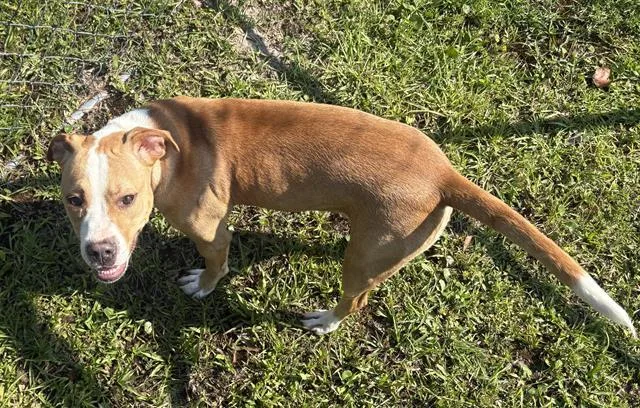 A young medium-sized female Bull Terrier dog named Liberty for adoption in Panama City, FL