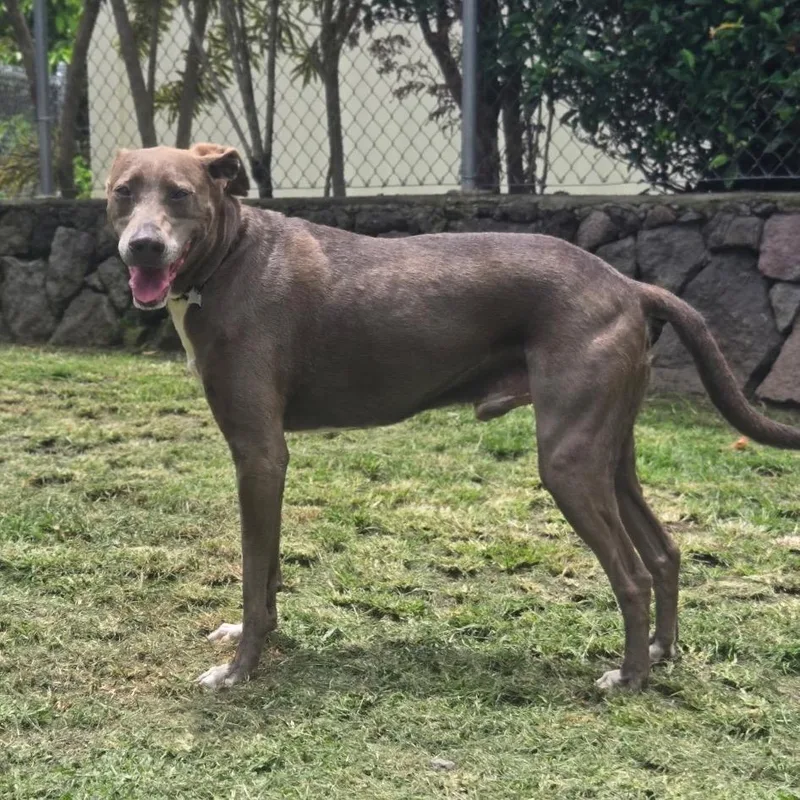 A senior medium-sized male Whippet dog named Monkey for adoption in Keaau, HI