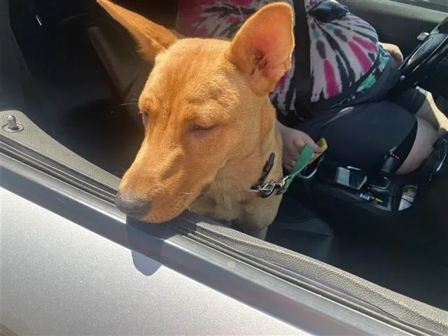 A young medium-sized female Carolina Dog dog named Cici for adoption in San Antonio, TX