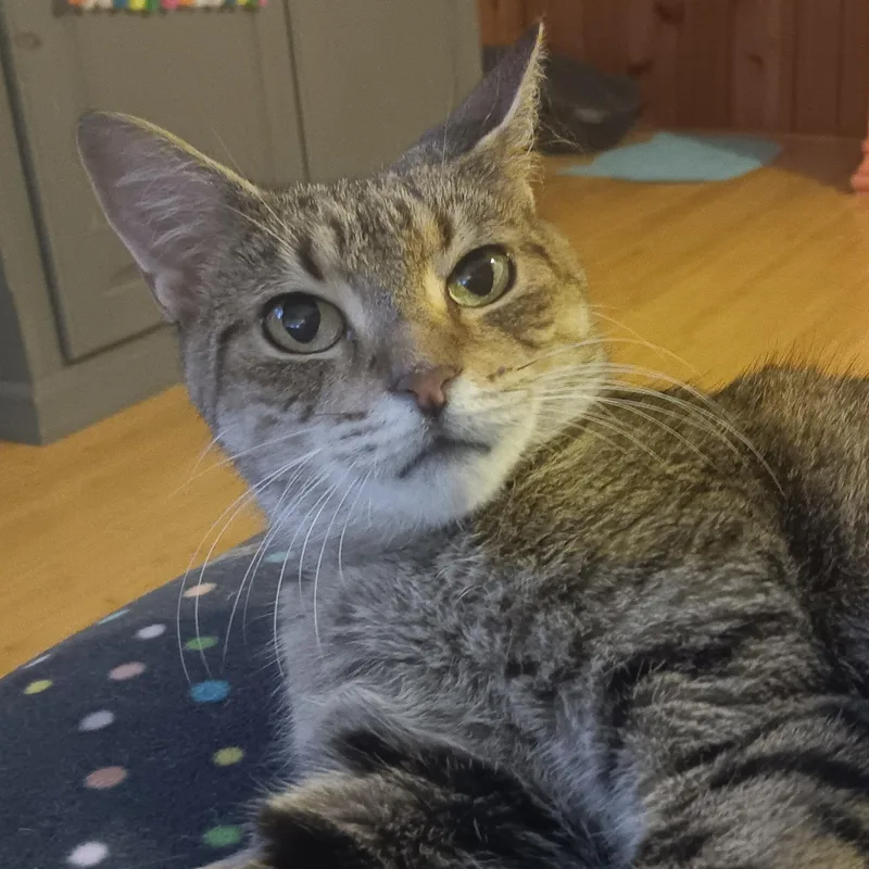 A young medium-sized female Brown / Chocolate Tabby cat named Martha for adoption in Bloomfield, NJ