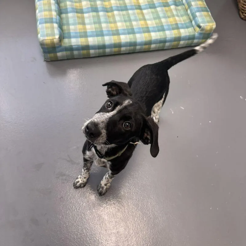 A young small-sized male Mixed Breed dog named Freckles for adoption in Roanoke, VA