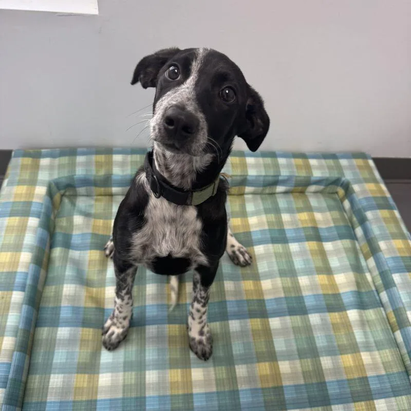 Freckles thumbnail 2