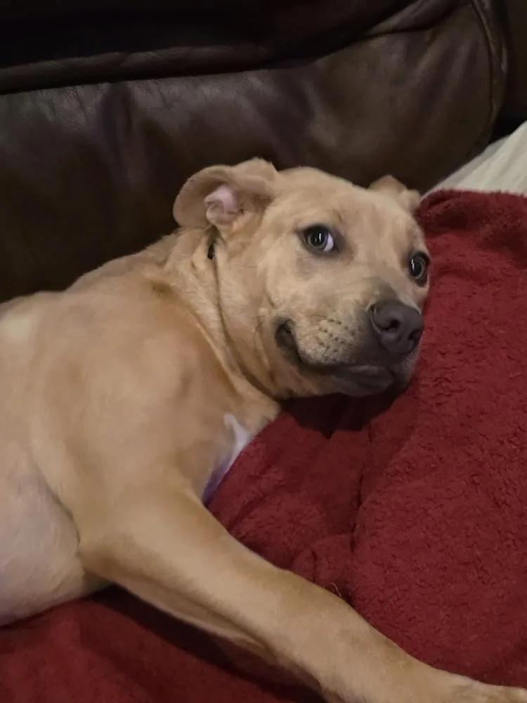 A baby large-sized female Pit Bull Terrier dog named Charlotte for adoption in Silsbee, TX