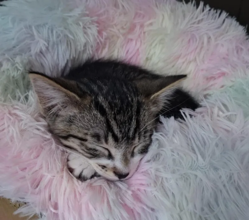 Barracuda thumbnail 2