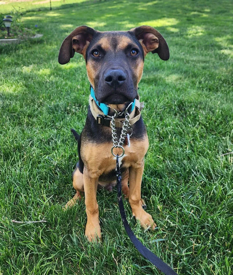 A baby medium-sized male Australian Shepherd dog named Mario for adoption in West Des Moines, IA
