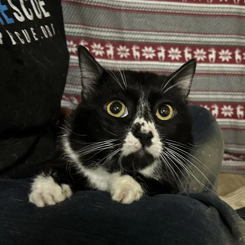 An adult medium-sized male Black Domestic Short Hair cat named Wisconsin for adoption in Hemet, CA