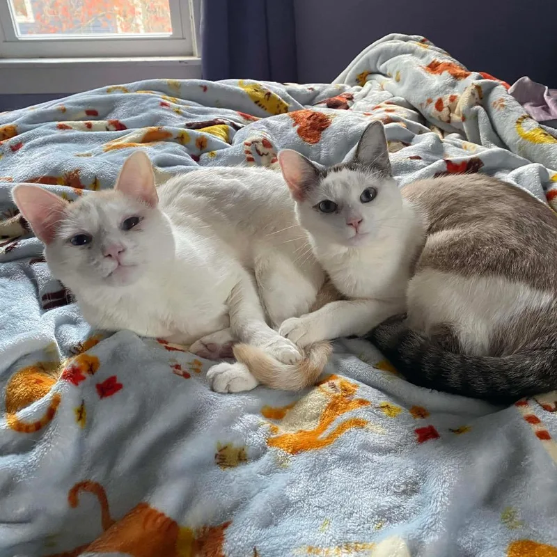 Croissant Macaroon thumbnail 2