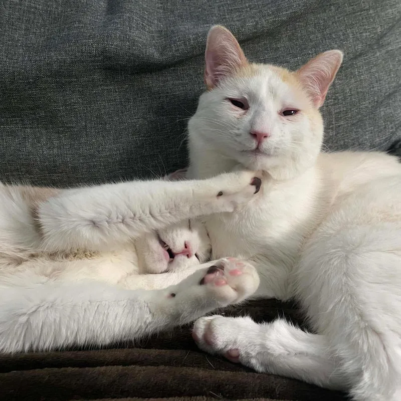 Croissant Macaroon thumbnail 3