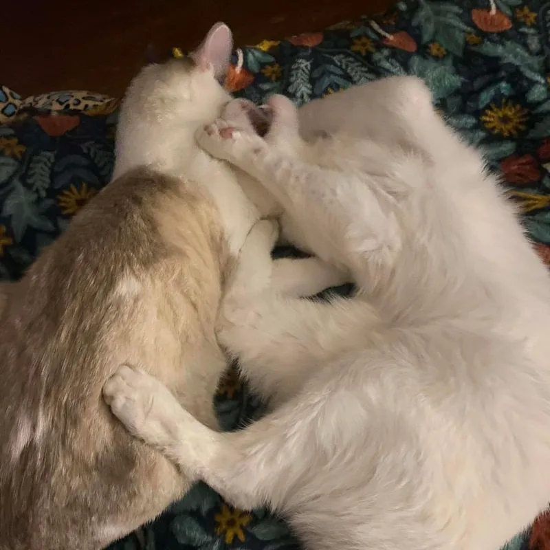 Croissant Macaroon thumbnail 5