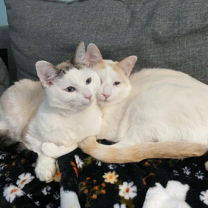 Croissant Macaroon thumbnail 6