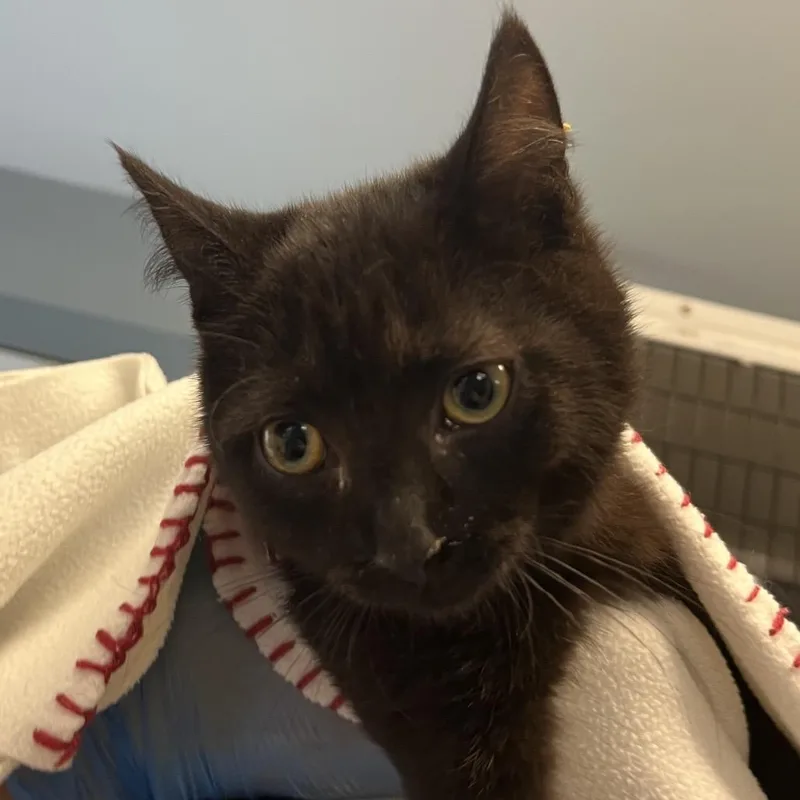 A baby small-sized female Domestic Short Hair cat named Stormy for adoption in Ruckersville, VA
