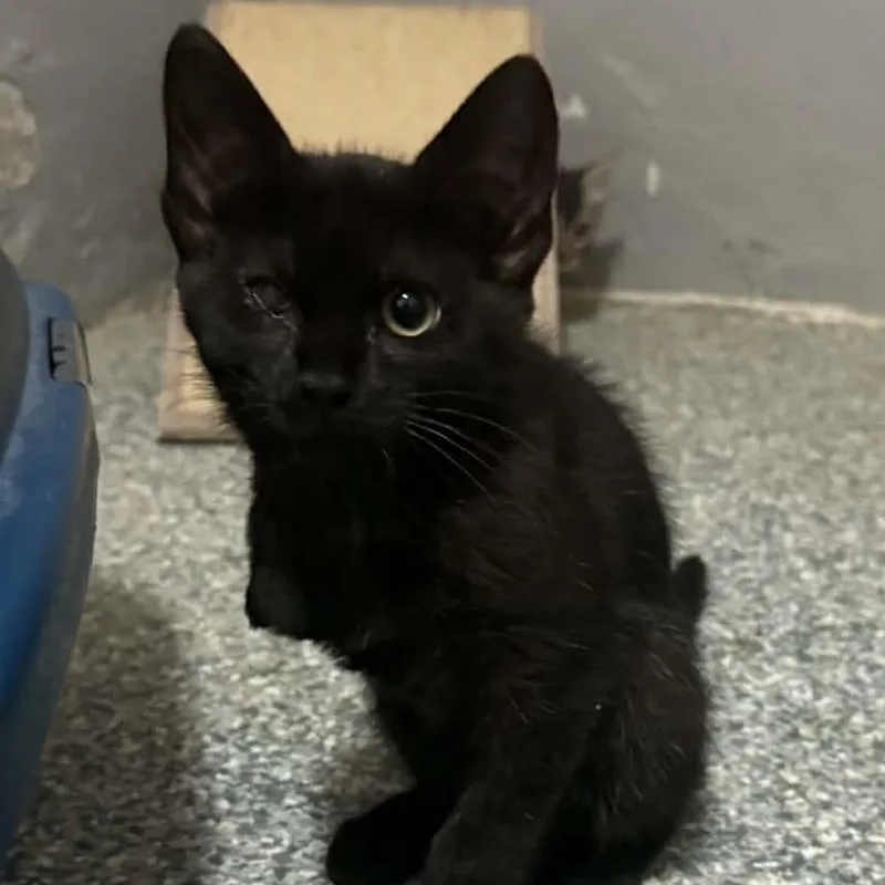 A baby small-sized female Black Domestic Short Hair cat named Esmie for adoption in Antioch, CA