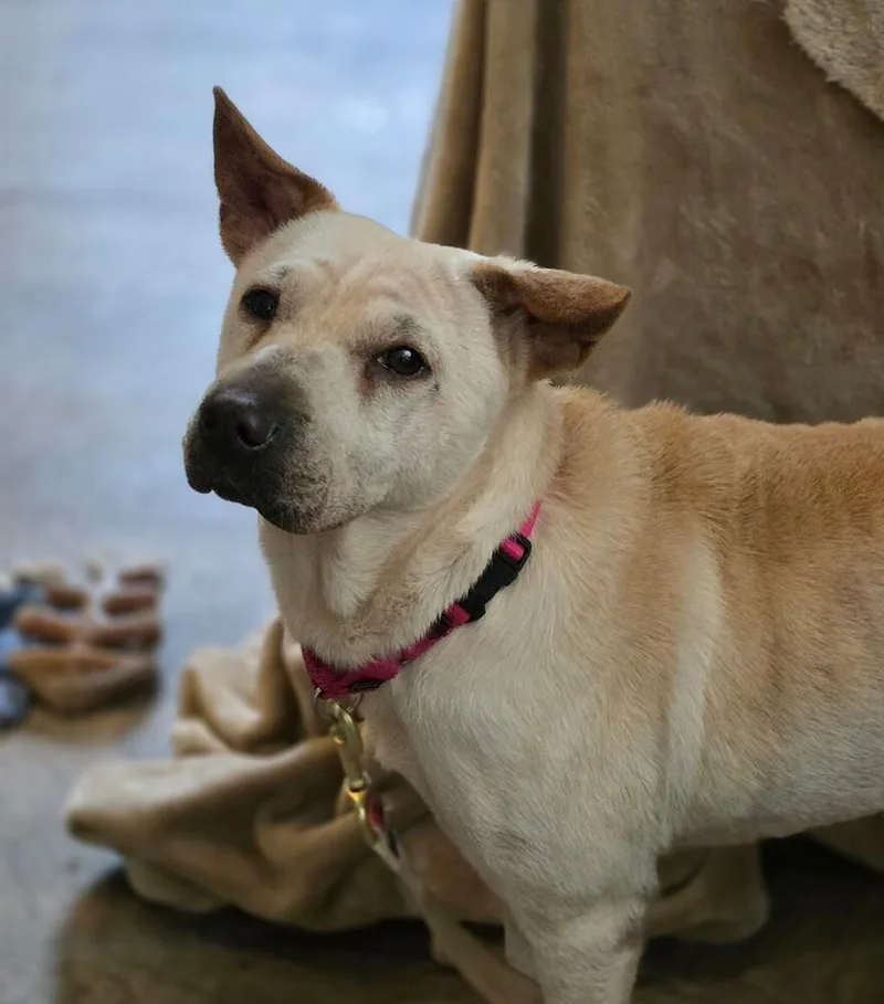 An adult medium-sized female Shar-Pei dog named June for adoption in Washington, DC