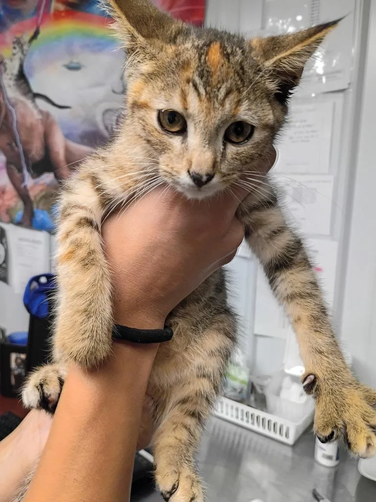 A baby small-sized female Domestic Short Hair cat named Daffodil for adoption in Pierceton, IN