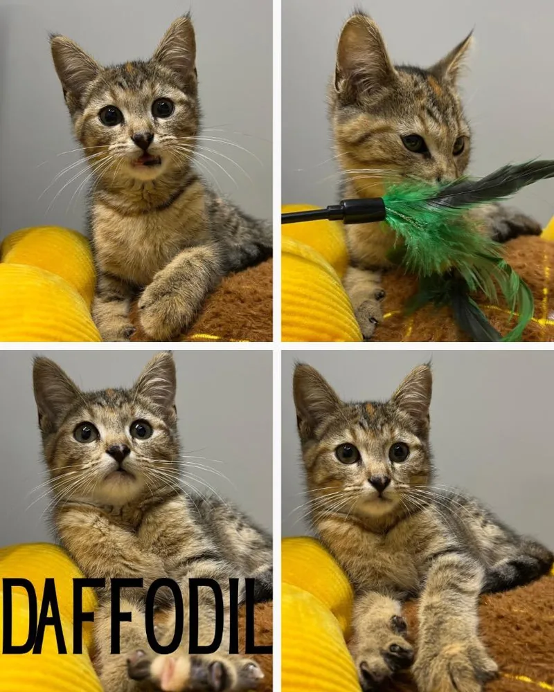 Daffodil thumbnail 2