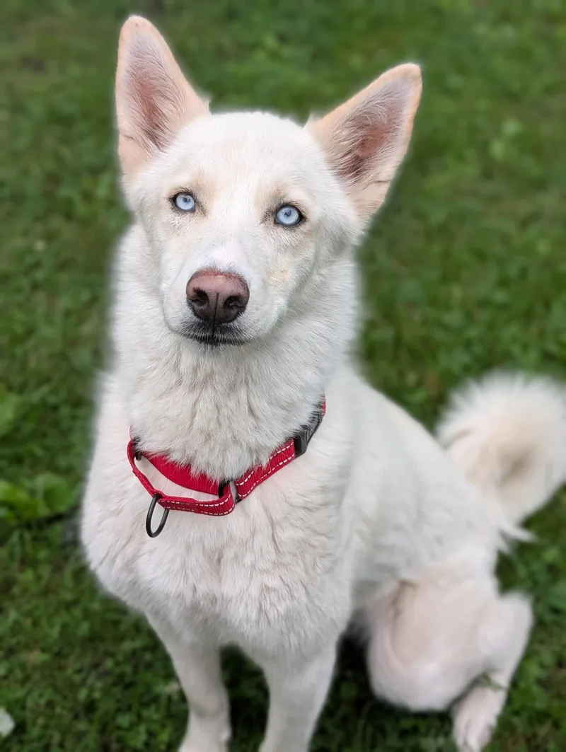 An adult medium-sized female White / Cream Siberian Husky dog named Skye for adoption in Decatur, IL