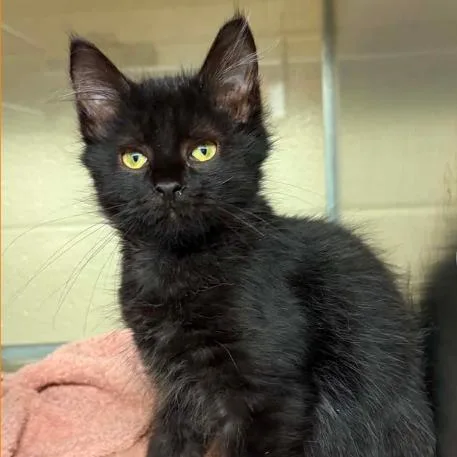 A baby small-sized female Black Domestic Long Hair cat named Fall for adoption in Concord, NC