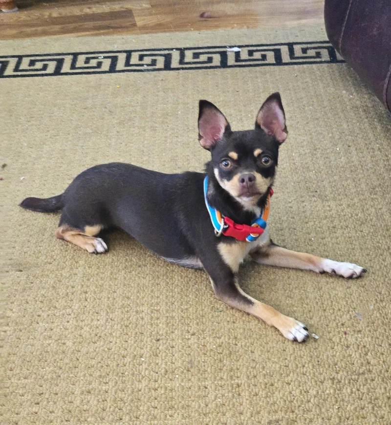 An adult small-sized female Chihuahua dog named Piper for adoption in Council Bluffs, IA