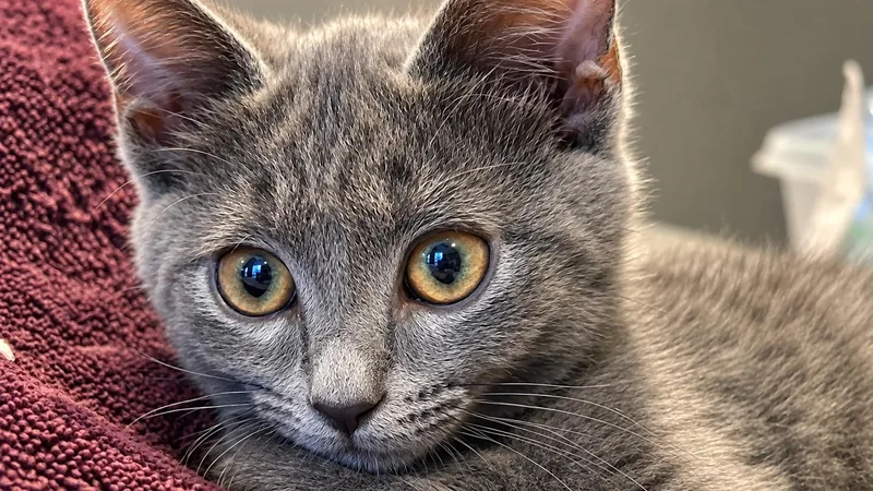 A baby medium-sized male Domestic Short Hair cat named Pickle for adoption in Rio Linda, CA