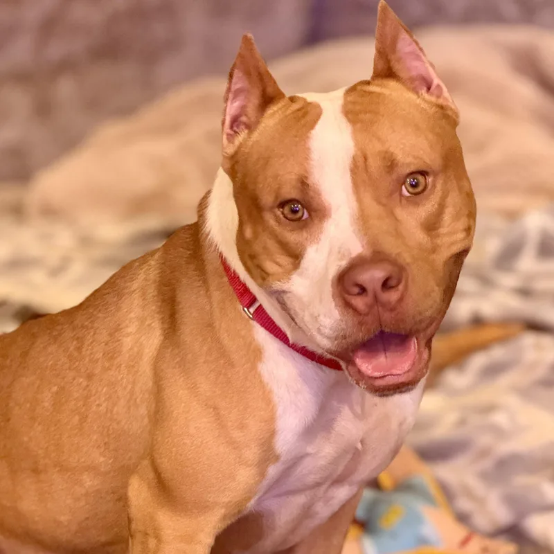 An adult medium-sized male Red / Chestnut / Orange Pit Bull Terrier dog named Travis for adoption in Knoxville, TN
