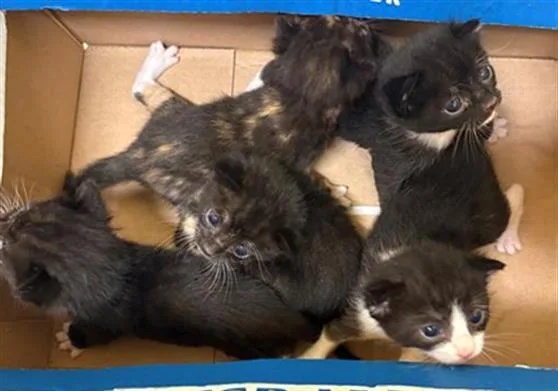 A baby small-sized male Domestic Short Hair cat named Sesame for adoption in Tustin, CA