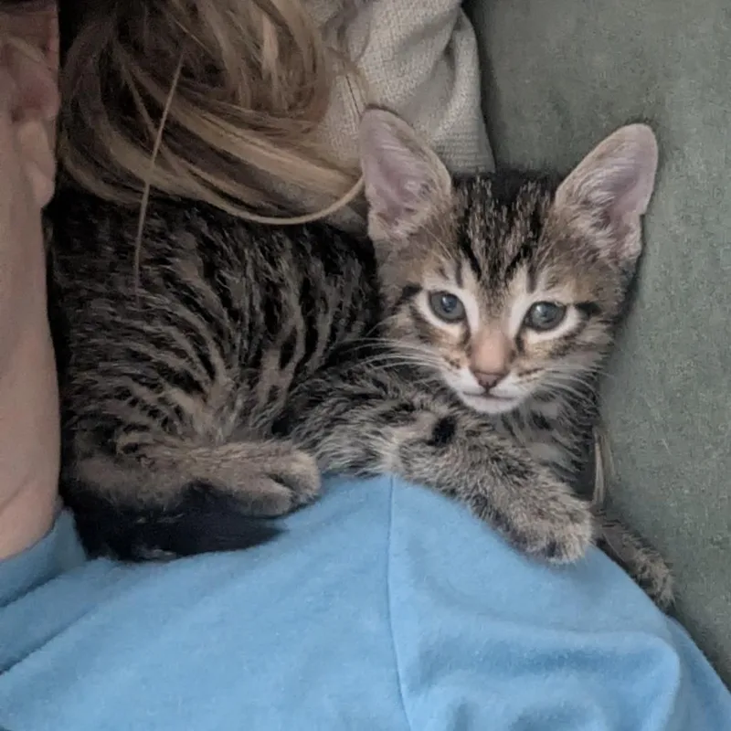 A baby small-sized male Gray / Blue / Silver Domestic Short Hair cat named Raphael for adoption in Oakton, VA