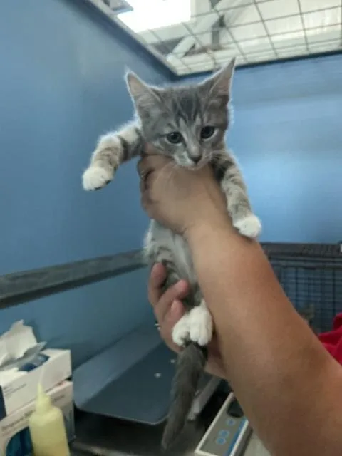 A baby small-sized female Domestic Short Hair cat named Ellie for adoption in San Bernardino, CA