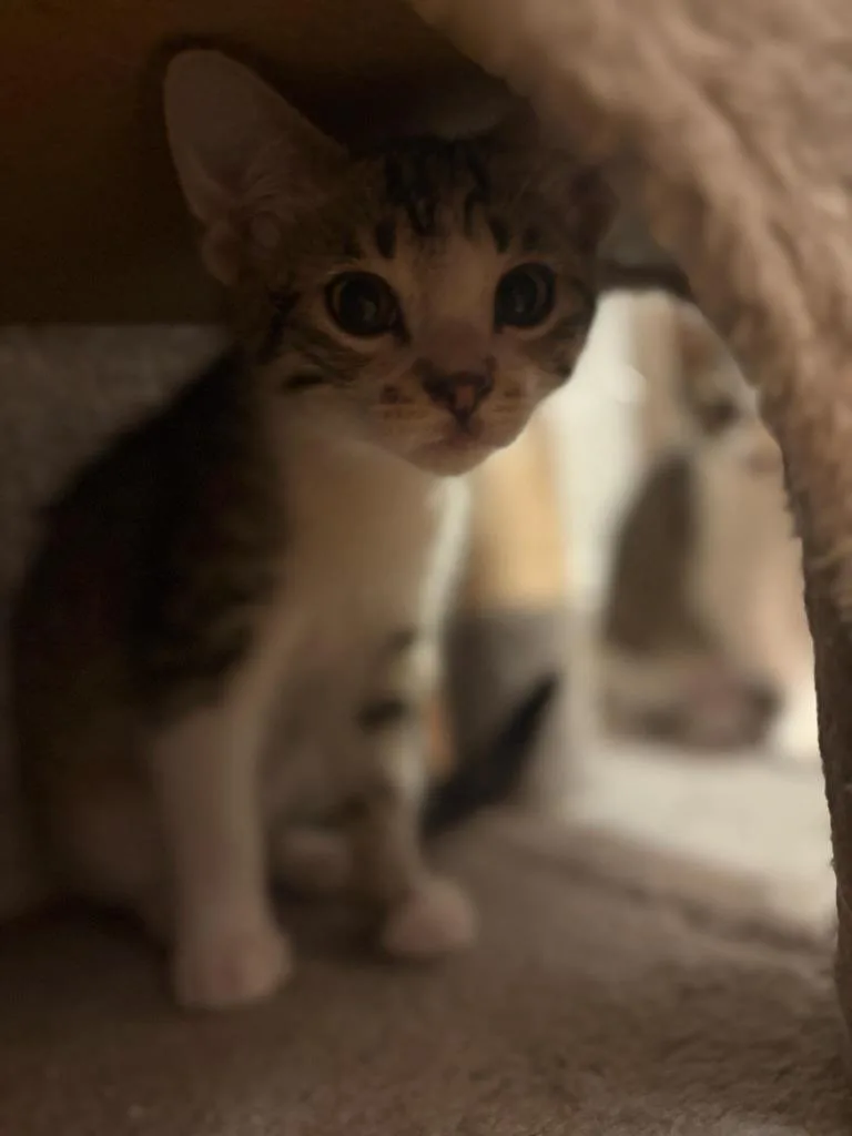 A baby medium-sized male Domestic Short Hair cat named Hamburglar for adoption in Salt Lake City, UT