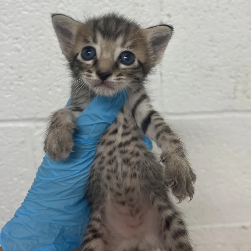 A baby small-sized female Gray / Blue / Silver Domestic Short Hair cat named Cecilia for adoption in Edinburg, TX