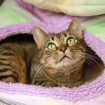 Sultrine thumbnail 2