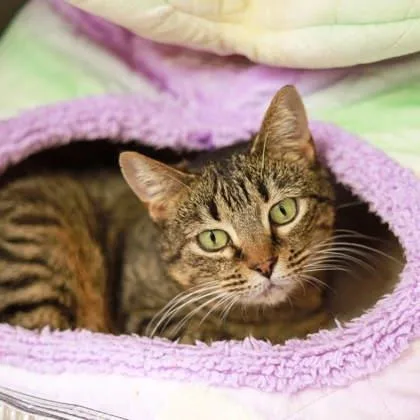 Sultrine thumbnail 3