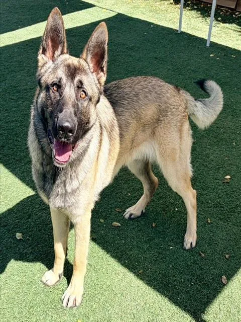 Samson