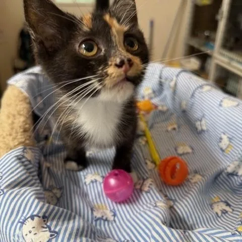 A baby small-sized female Torbie cat named Sage for adoption in Millerstown, PA