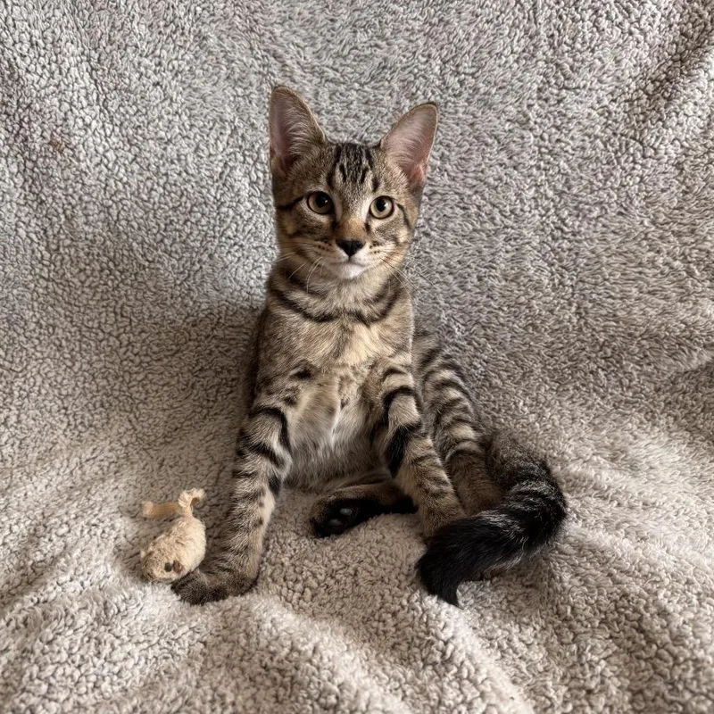 A baby small-sized male Brown / Chocolate Domestic Short Hair cat named Milo for adoption in Carmel, IN