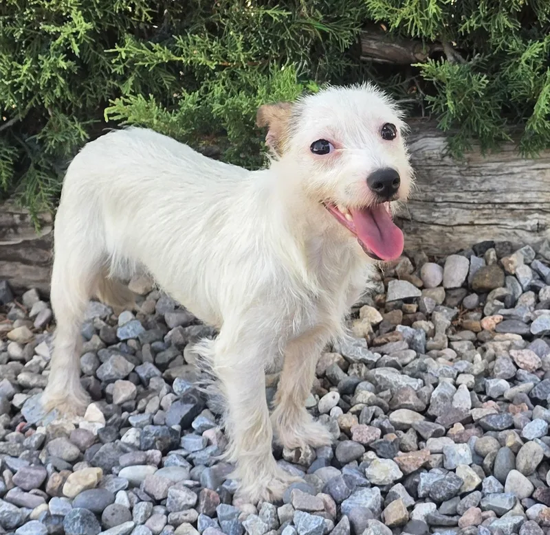 A young small-sized female White / Cream Maltese dog named Luminous Lil Ms Louise for adoption in Albuquerque, NM