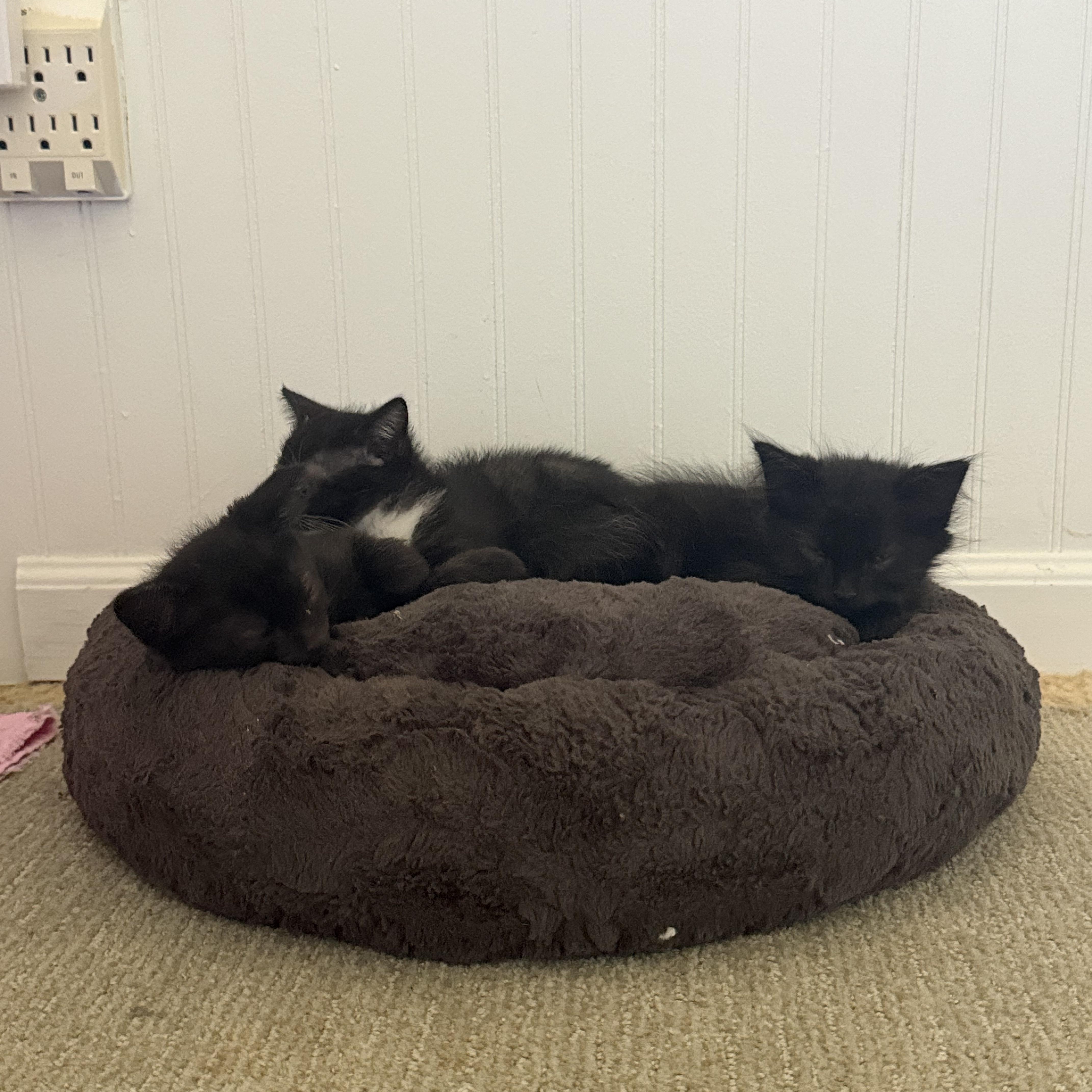 A baby small-sized male Black Domestic Medium Hair cat named Pickle for adoption in Salisbury, MA