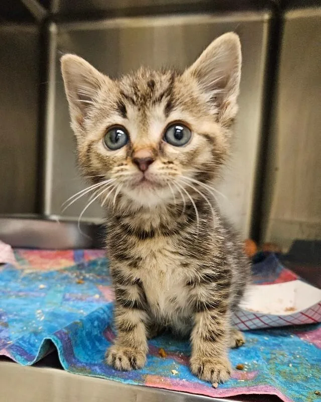 A young medium-sized female Tabby (Brown / Chocolate) Domestic Medium Hair cat named Gidget for adoption in Disputanta, VA