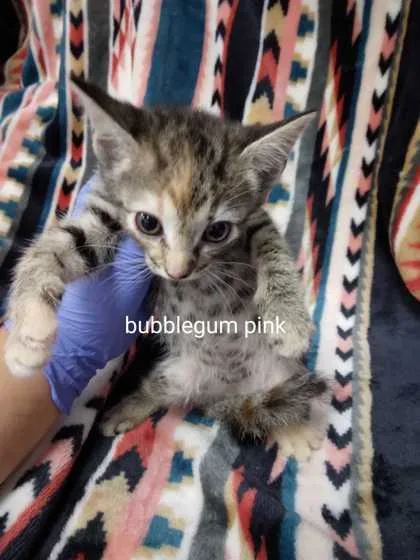 Bubble Gum Pink
