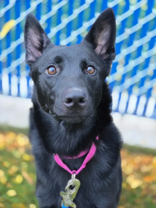 A young medium-sized female Shepherd dog named Olive for adoption in Kennewick, WA