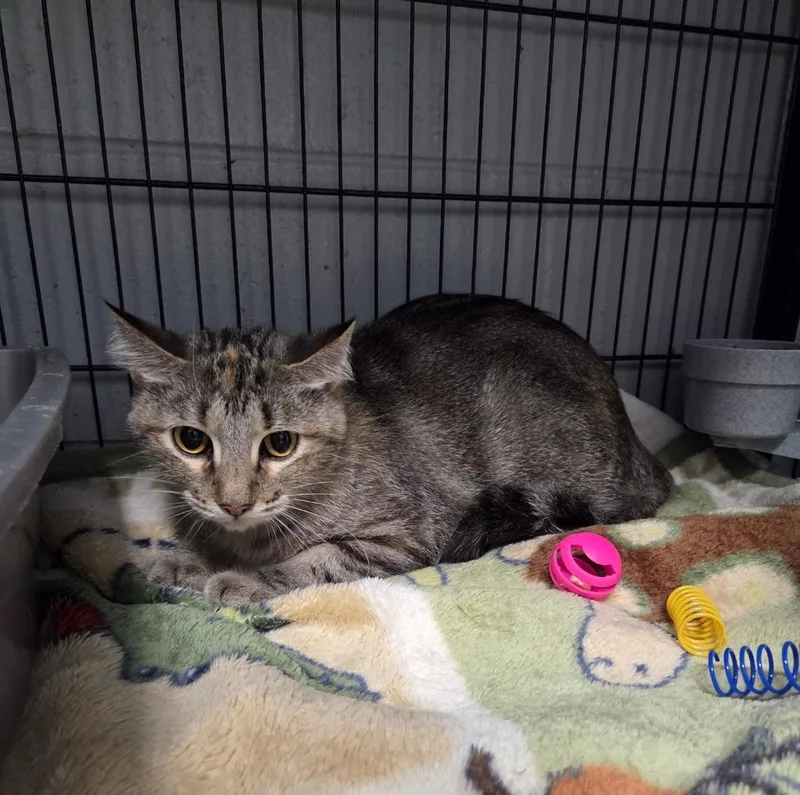 A young medium-sized female Domestic Short Hair cat named Lily for adoption in Muskegon, MI