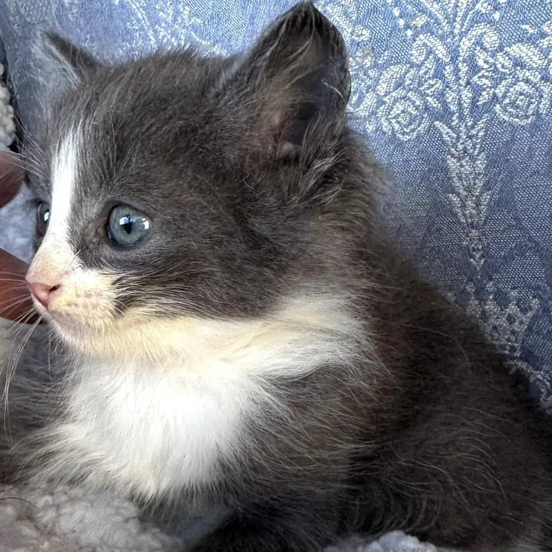 A baby small-sized female Gray / Blue / Silver Domestic Short Hair cat named Cutie for adoption in Long Beach, CA