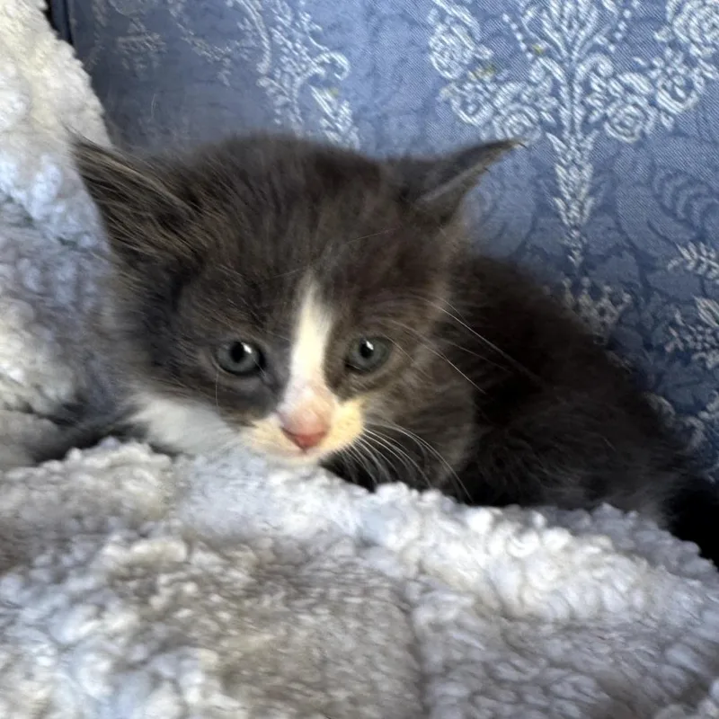 Cutie thumbnail 3