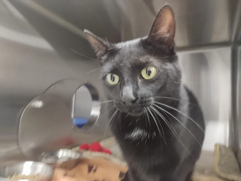 An adult extra large-sized female Domestic Short Hair cat named Ilira for adoption in Chico, CA